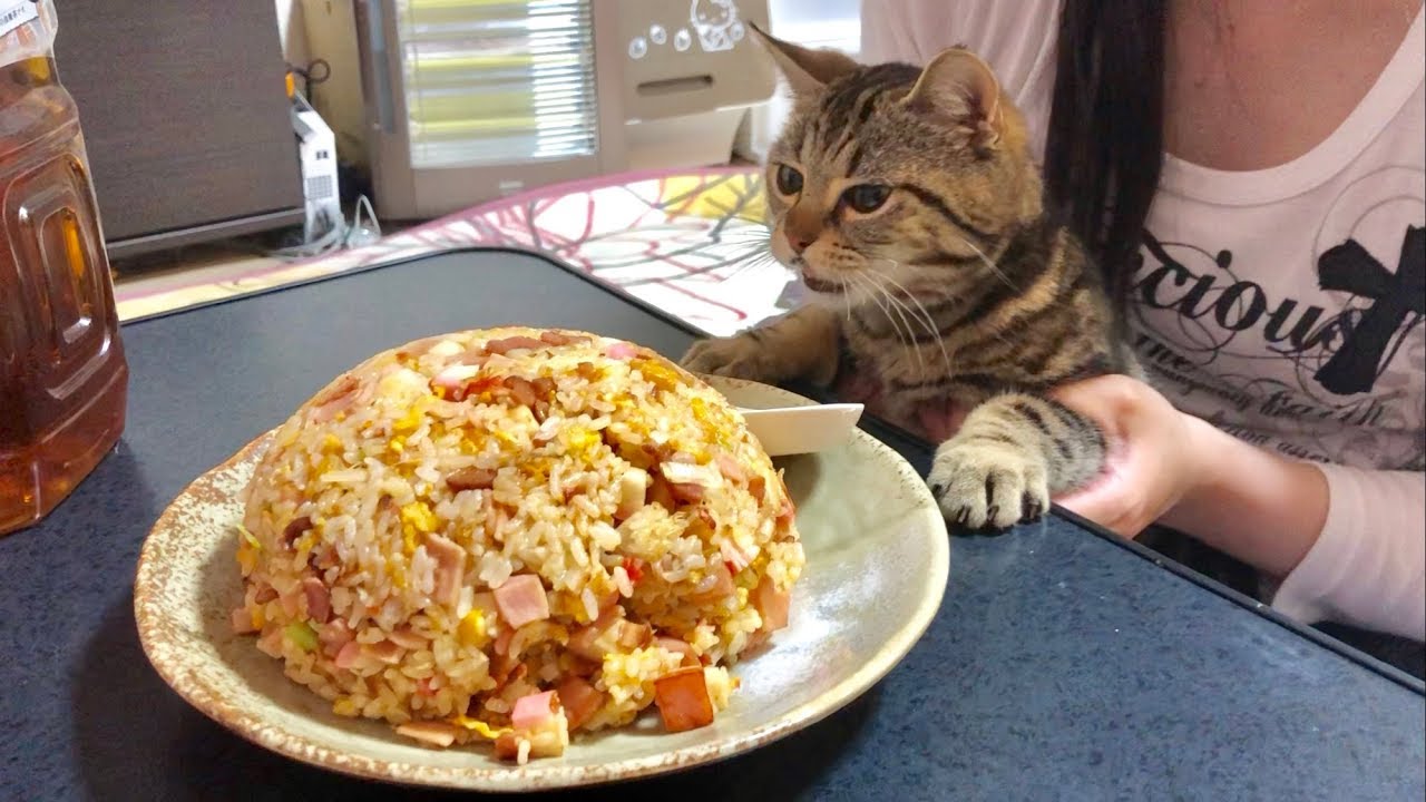 超巨大チャーハンの匂いに我慢できずいたずらしに来てしまった猫ｗ