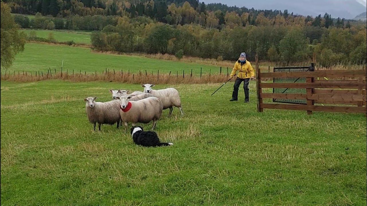 Fylkesmesterskap i Gjeterhund 2018 #dog #dogs #doglover #sheep #sheeps #sheepfarming #competition