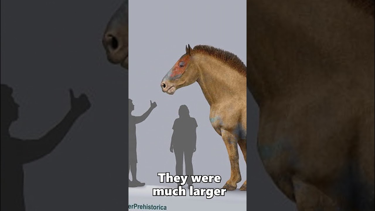The Largest Extinct Horse That Ever Lived