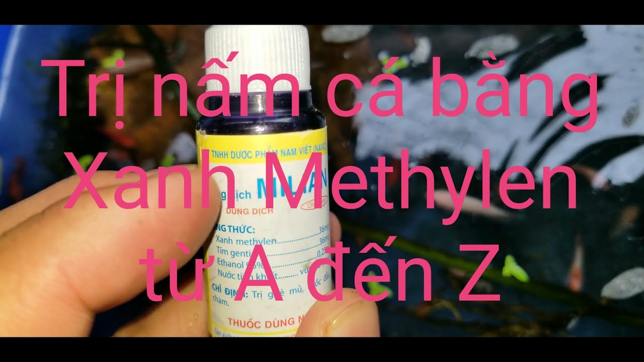 HƯỚNG DẪN CHI TIẾT TRỊ BỆNH NẤM TRẮNG, TÚM ĐUÔI Ở CÁ BETTA BẰNG XANH METHYLEN #NẤM#BETTA
