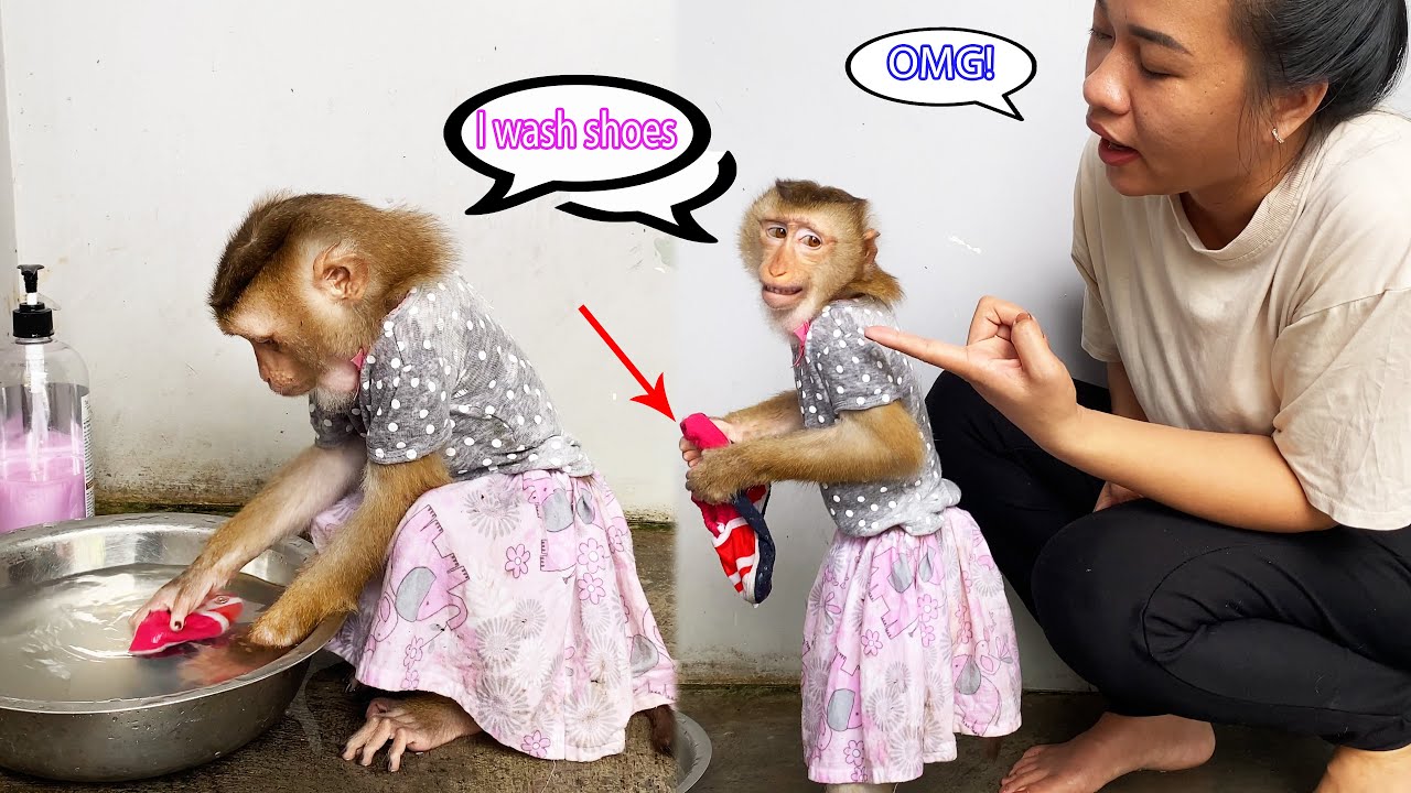 Monkey Lyly hurriedly washed her dirty shoes while her mother was not home yet.
