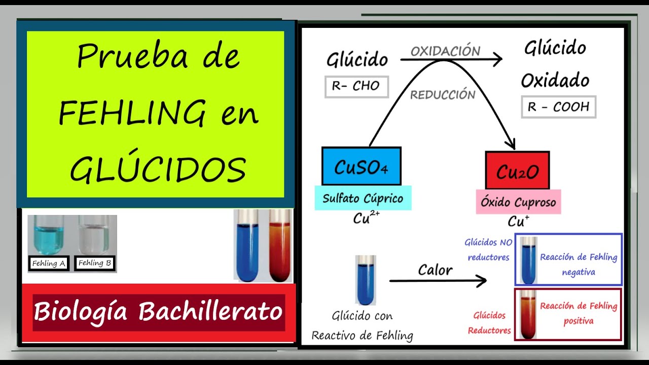 Reacción de Fehling en GLÚCIDOS. BIOLOGÍA BACHILLERATO.