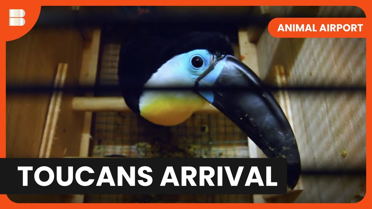 Unexpected Lizard Stowaway! - Animal Airport - Animal Documentary