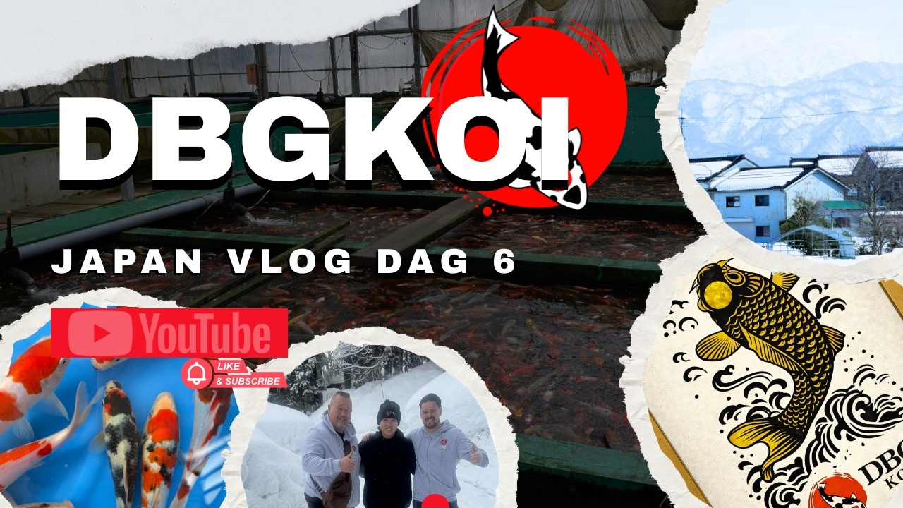 Koi hunt dag 6 | Buying koi from Hosokai koi farm | Azukari updates at the Mary koi farm |
