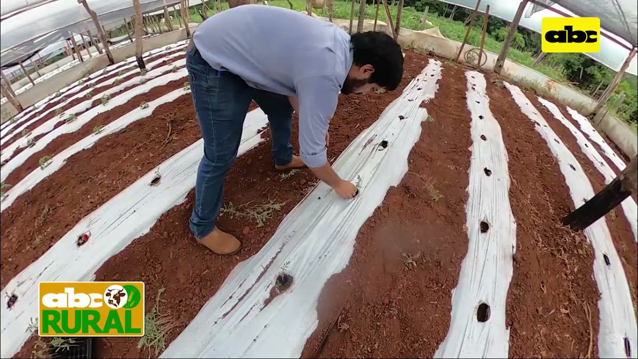 ABC Rural: Pruebas a campo de variedades de tomate híbrido