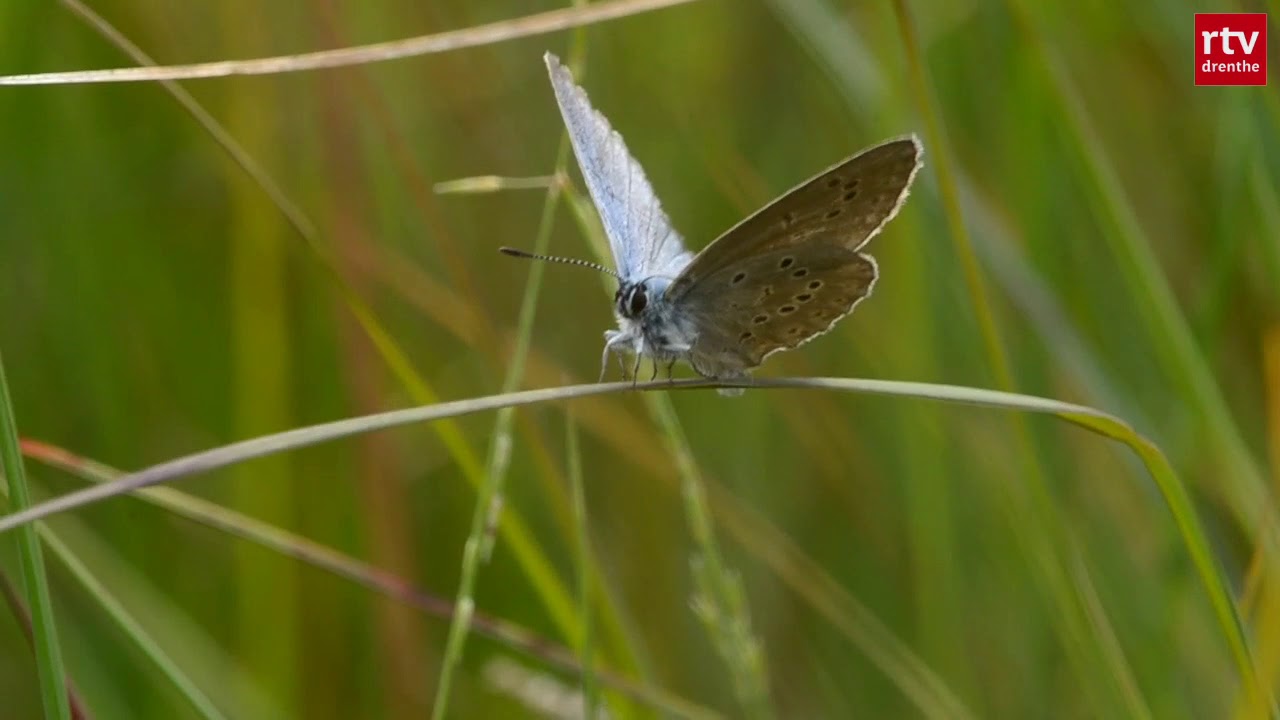 Gentiaanblauwtjes knippen op het Eexterveld | Natuurnieuws