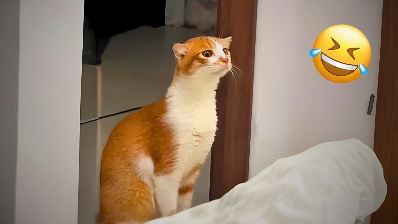 Pure Comedy 😂 Funny Animals