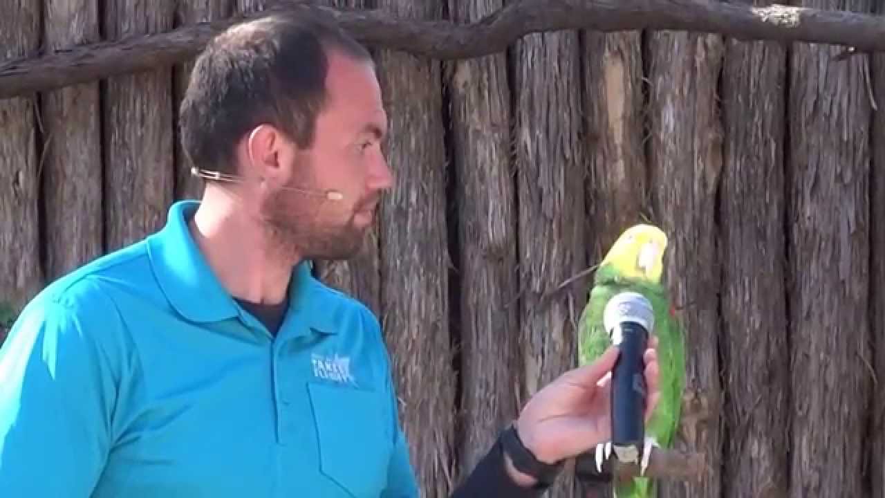 Talking Parrot at the Memphis Zoo