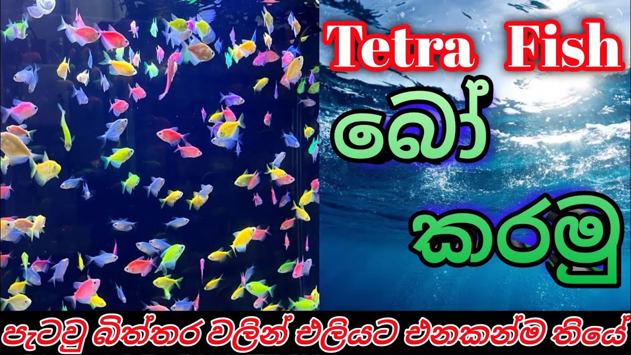 Tetra Fish Breeding Step by Step | 100% Success Guide – බිත්තර වලින් පැටවු එලියට එන හැටි LIVE!