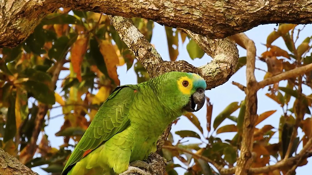 Sounds of TURQUOISE-FRONTED PARROT, Singing, AMAZONA AESTIVA, PAPAGAIO-VERDADEIRO, Wildlife shows,
