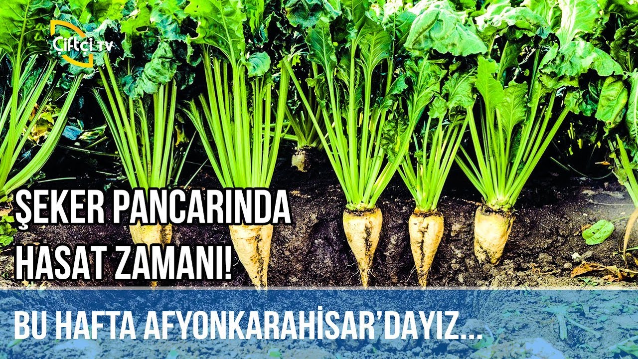 Şeker Pancarında Hasat Zamanı! -Benim Memleket