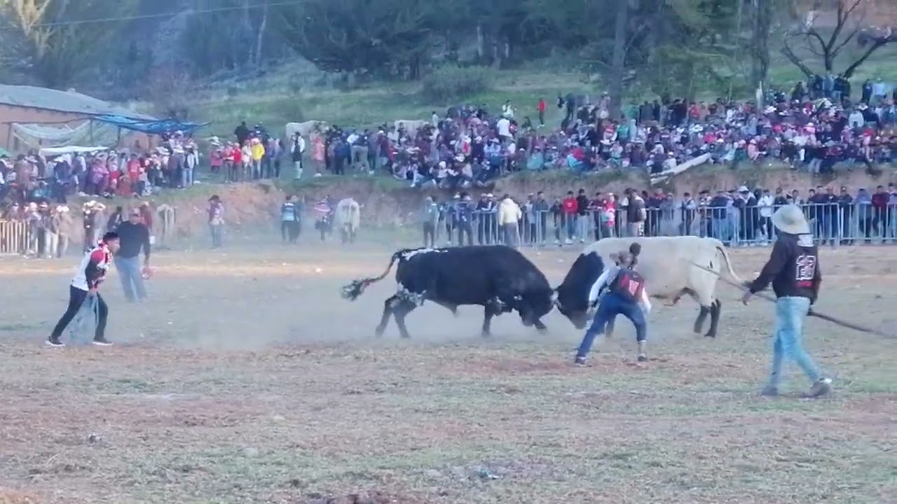 TORO TINKU SACACA 15 DE MAYO 2025, ENCUENTRO DE LOS MEJORES TOROS,. MOMENTOS  ESPECTACULARES.parte 4