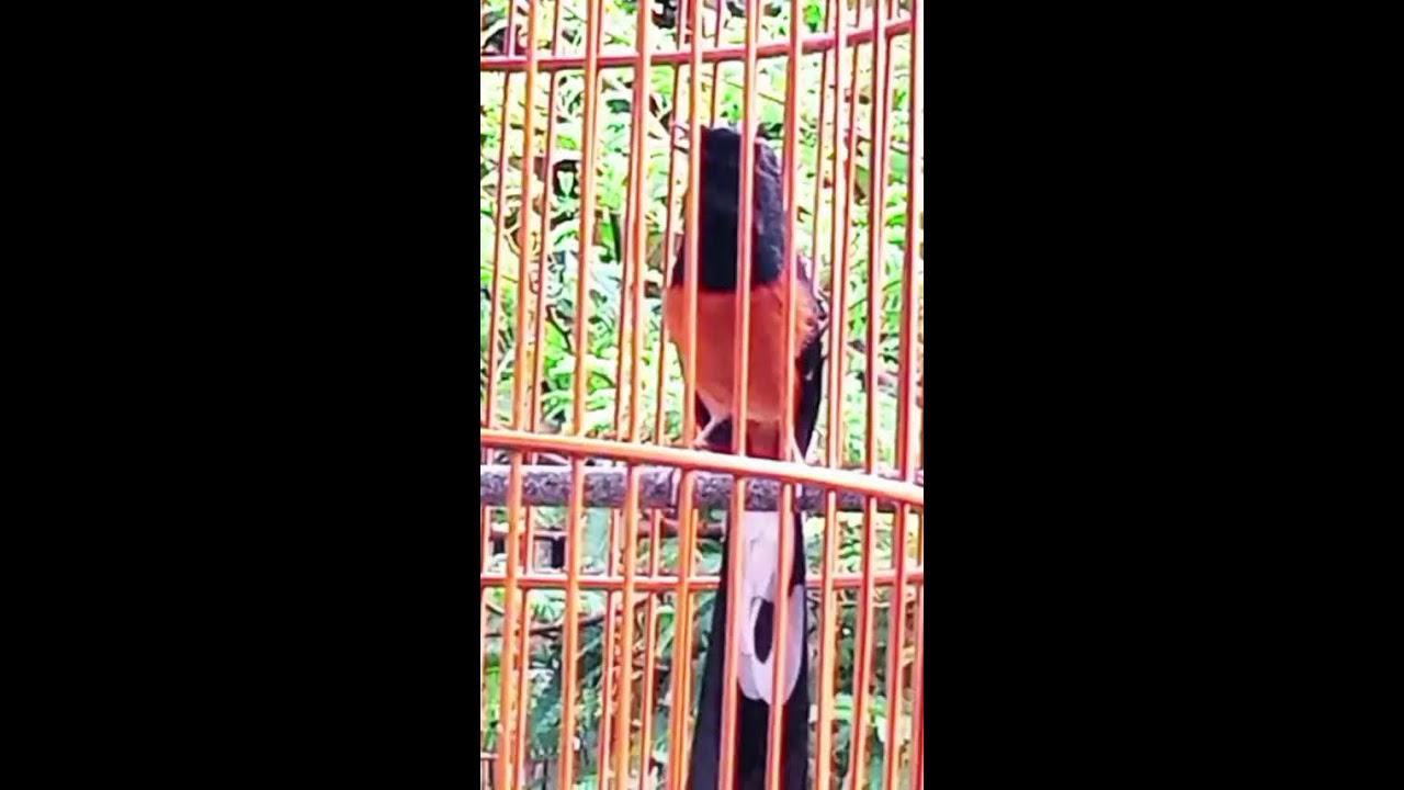 Murai Batu Gacor full isian Ampuh Untuk masteran murai batu agar rajin bunyi
