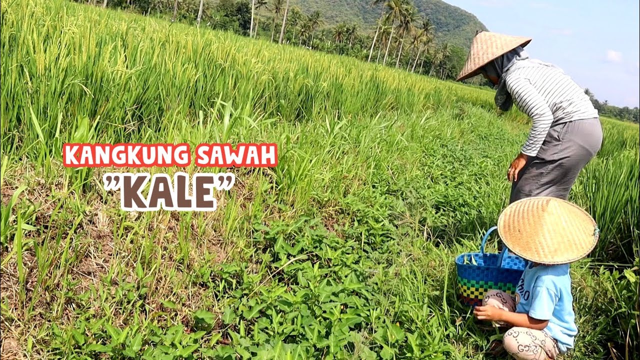 В поисках Кангкуна на рисовых полях‼️Обжаренная капуста с жареным тофу, Village Life