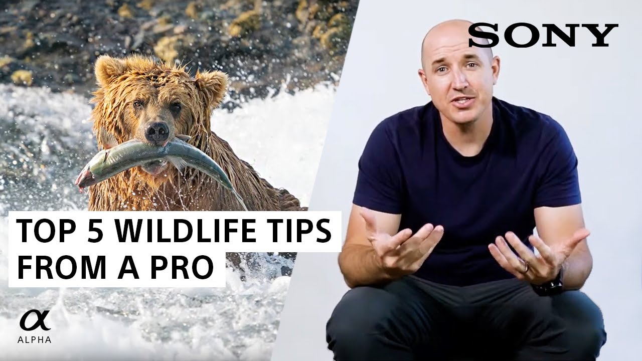 TOP 5 Wildlife Photography Tips From A Pro | Colby Brown | Sony Alpha Universe