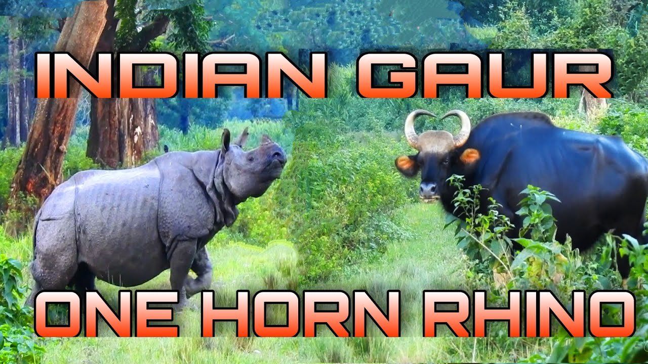 Indian Gaur & One Horn Rhino crossing their corridor at Jaldapara National Park