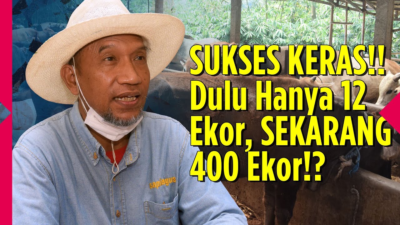 Cerita Sukses Dibalik Sapibagus Farm, TAPOS DEPOK I PATAKA OUTDOOR