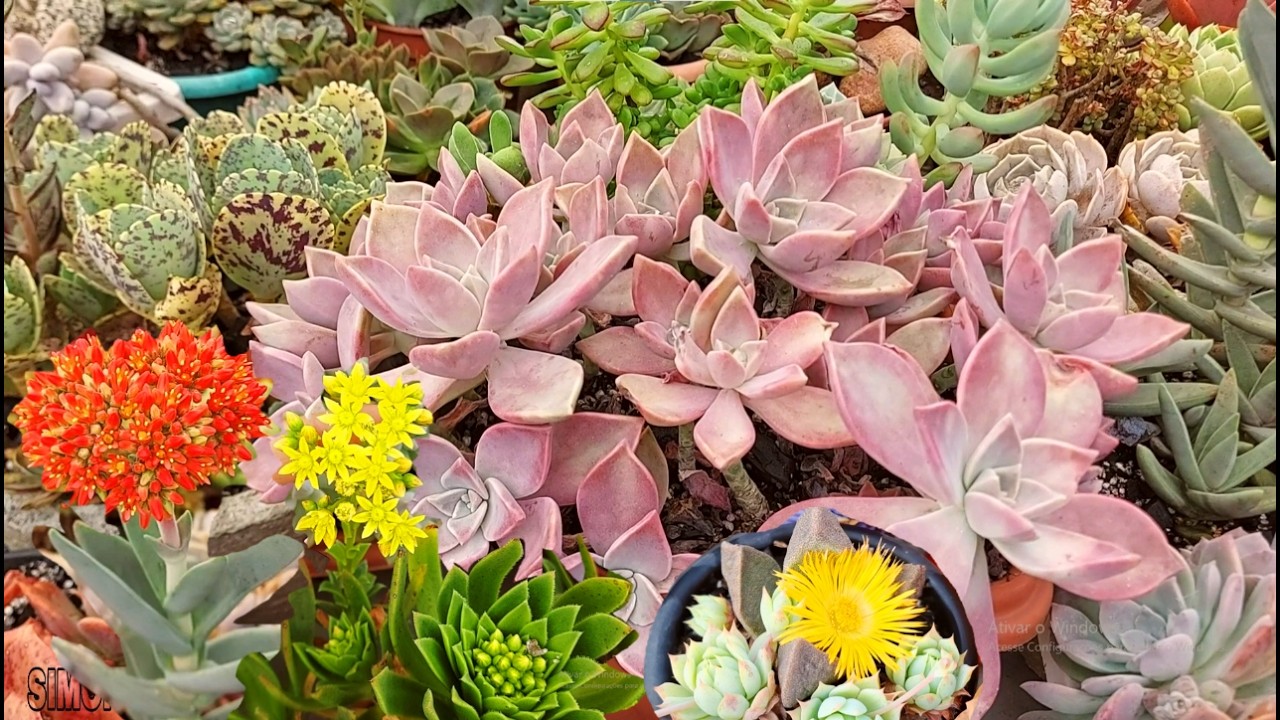 VASOS que FIZEMOS REPLANTES e florações simsii falcata Adromischus Patinha de tartaruga|Simone Felic