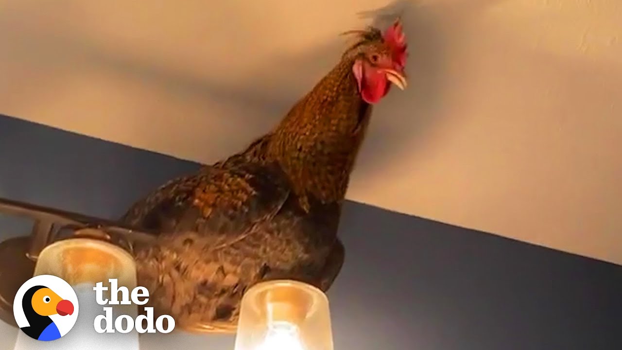 Watch This Rescue Rooster Wake His Mom Up at 4:30 a.m. | The Dodo