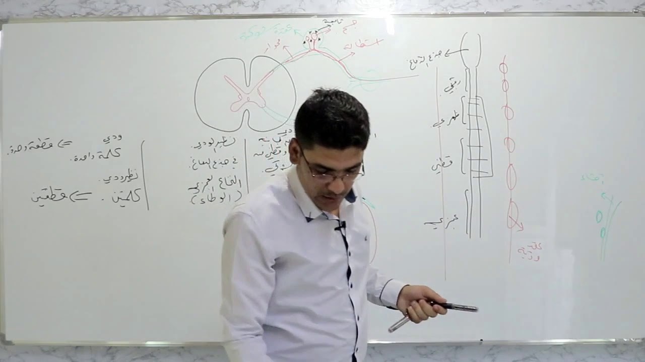 8 - الجهاز العصبي المحيطي الدرس الثاني