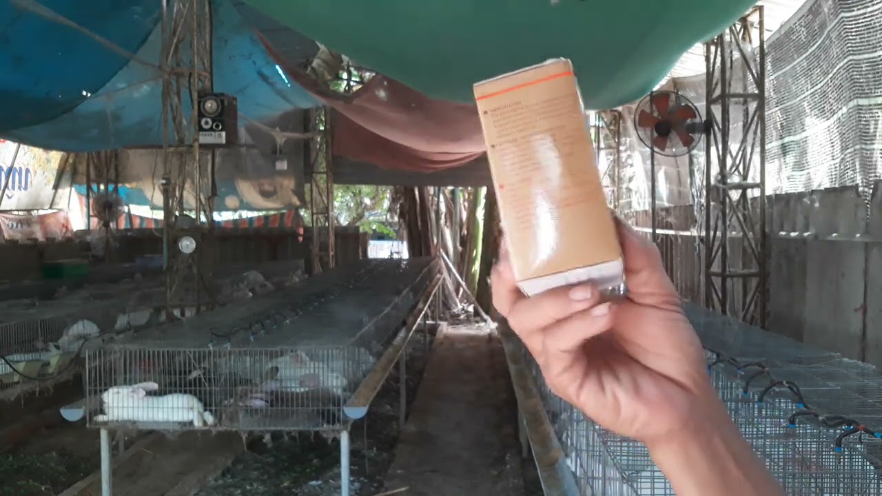 xem hết clip này, nuôi thỏ sẽ thành công #cáchnuôithỏ