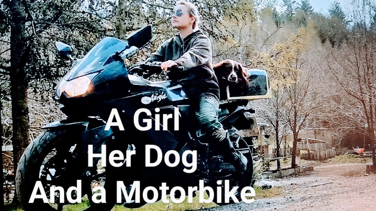 Girl and her Dog Ride Motorbike 😲 English Springer Spaniel trained with Kawasaki Ninja and Rex Specs