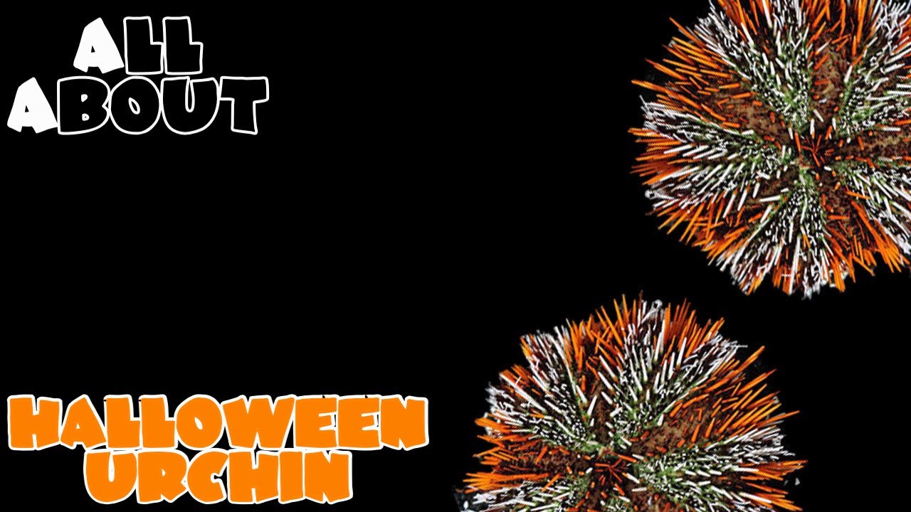 All About The Halloween Urchin or Hairy Pin Cushion Urchin