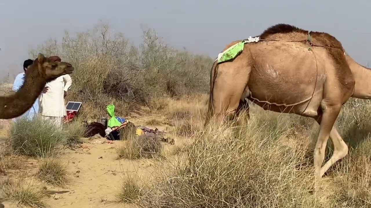 روہی چولستان اینڈیا  اور پاکستان کے بادر کے خوبصورت نظارے