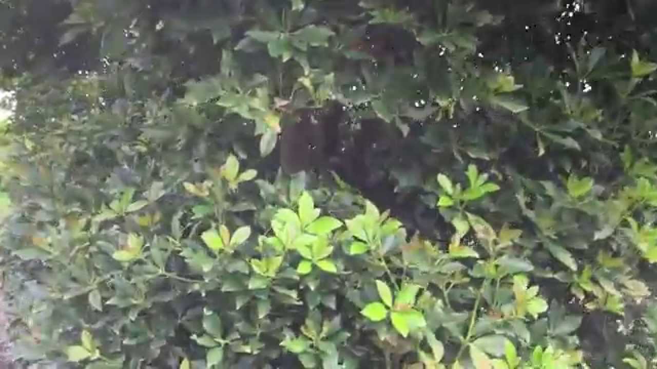 樒　しきみ　種植え