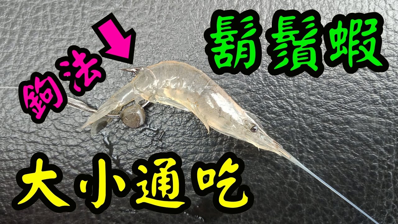 鬍鬚蝦鉤法 大小鯛通吃