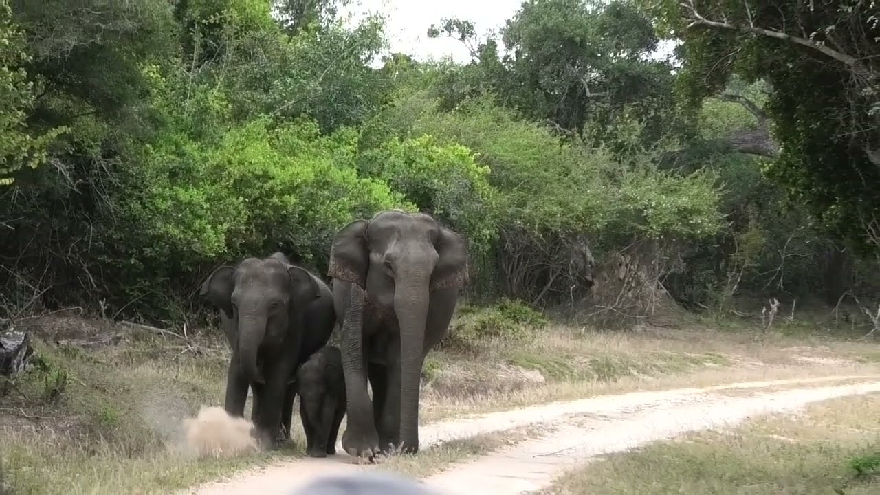 Trio elephants at Kumana National Park Sri Lanka