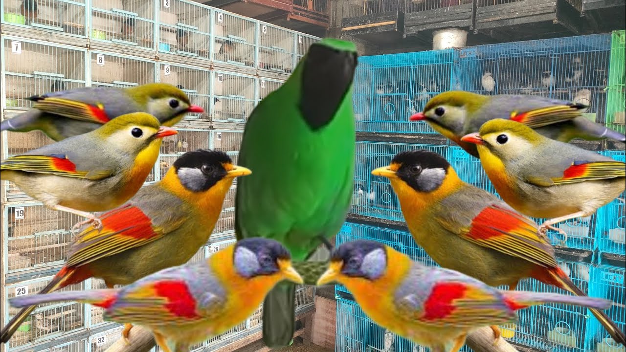 BURUNG INI PUNYA WARNA SANGAT MENARIK SUARANYA JUGA ISTIMEWA 