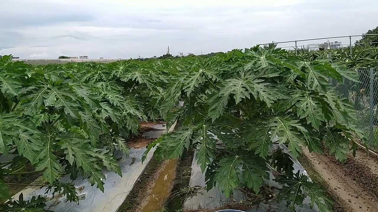 jarak tanam dan cara merawat perkebunan pepaya petani Taiwan🇼🇸🇼🇸🇼🇸@Muh Alam79