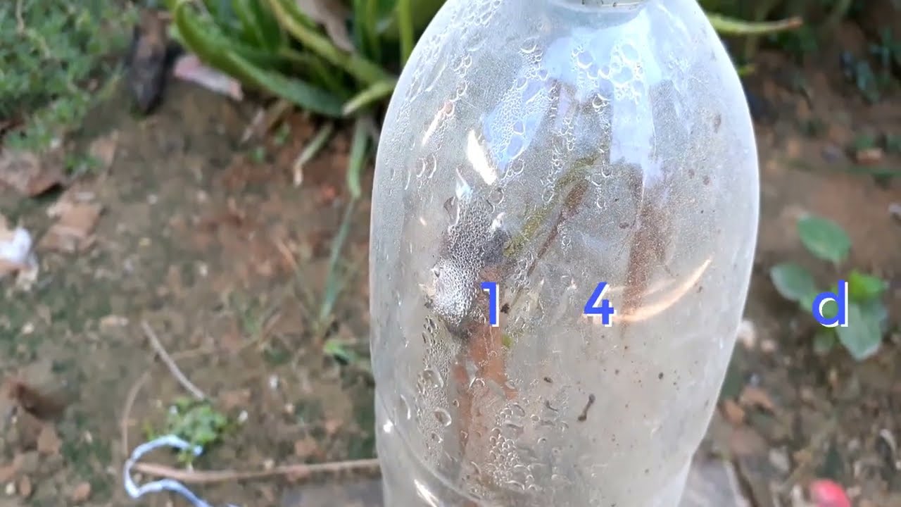 Terbongkar Rahasia Stek Mangga Bagi Pemula Agar Cepat Tumbuh Tunas