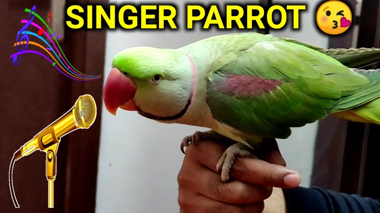 Alexander Parrot Pablo Singing and playing with Mummy
