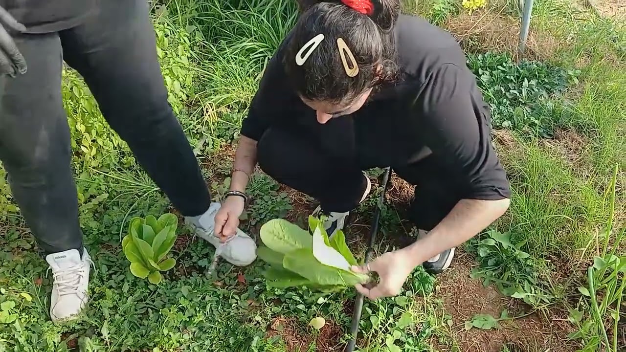 Συγκομιδή λαχανικών στον σχολικό μας κήπο (Ιανουάριος 2026)