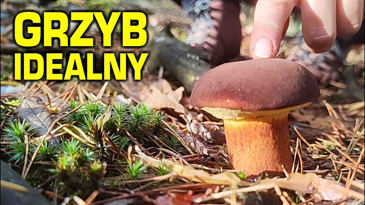 Grzyb IDEALNY - grzybobranie 2025