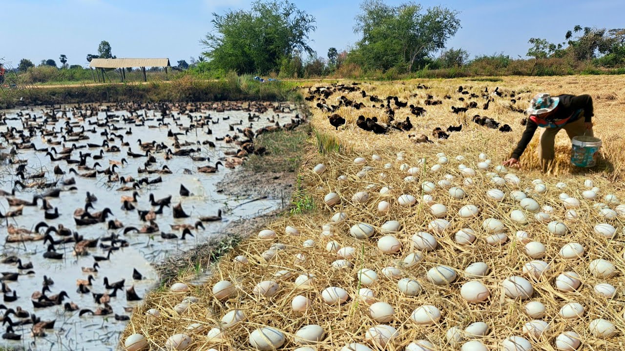 BEST amazing! harvest duck eggs - pick a lots of duck eggs under straw by best hand