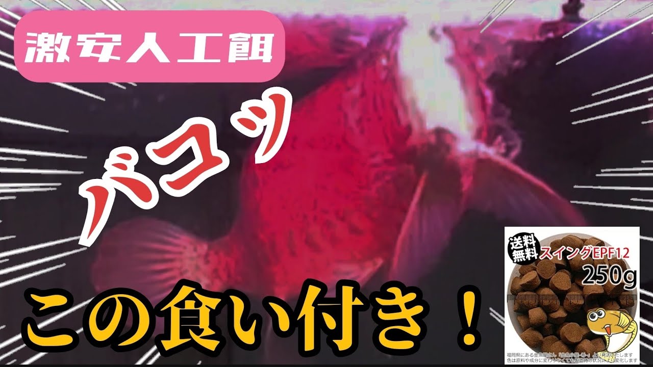 【アロワナ】激安人工餌購入！昆虫並みの食い付き！