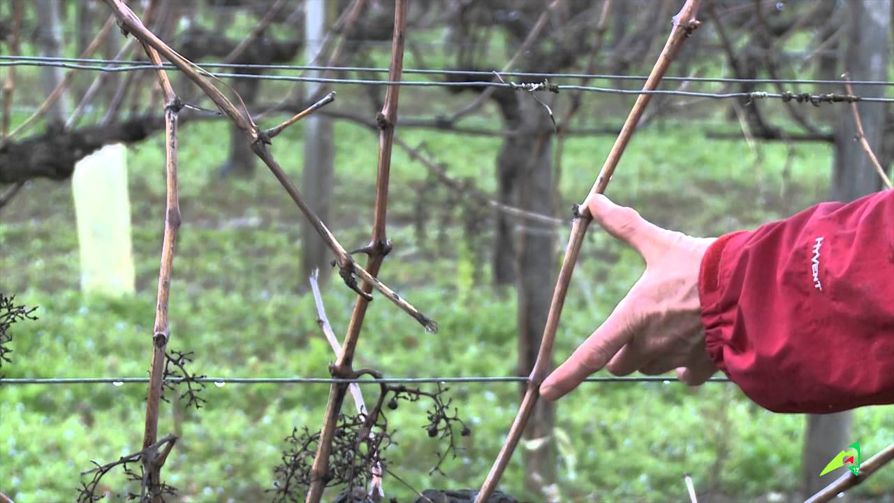 La taille de la vigne - Vocabulaire