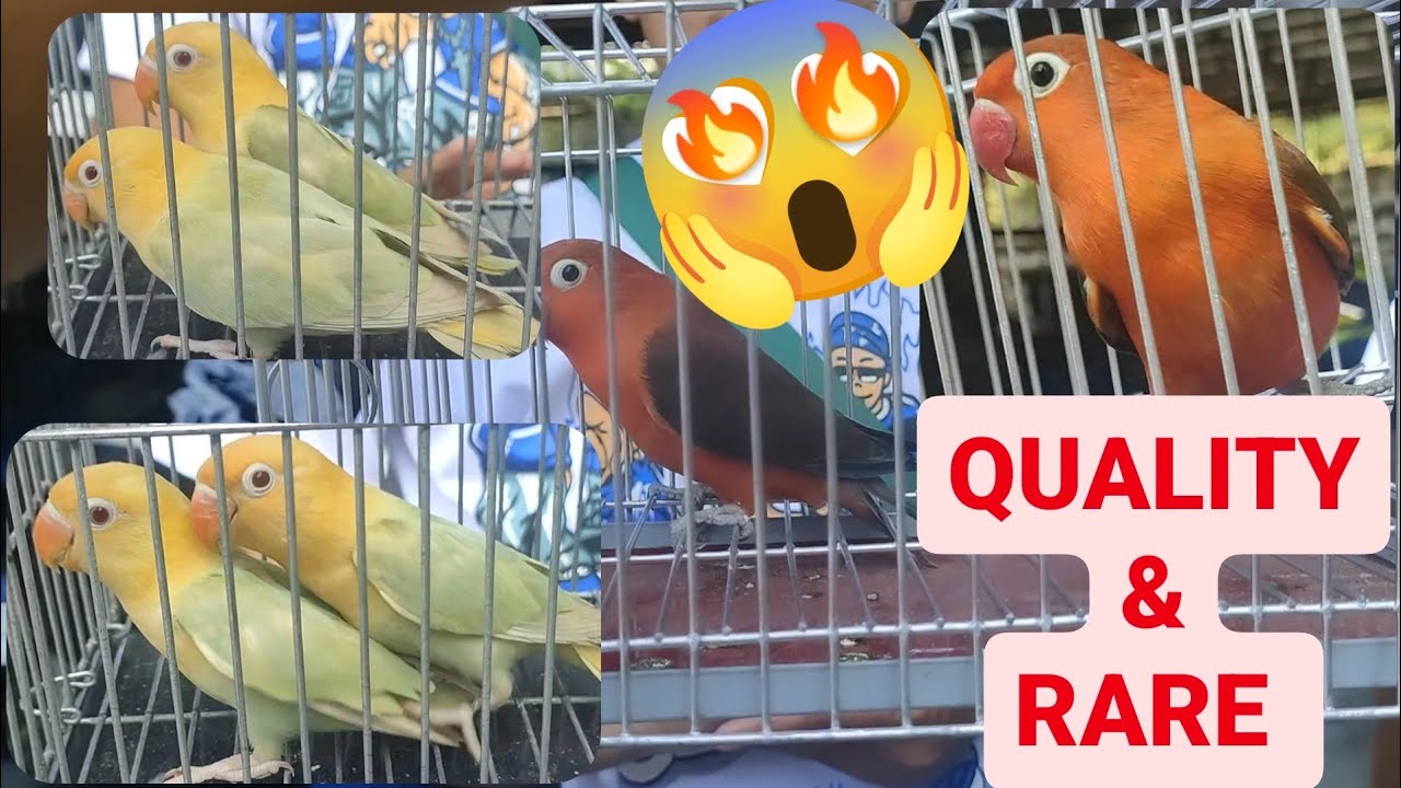 Vlog255 🔥 Red Factor Pos Ino🔥 ParBlue Opaline Pale Fallow😱😱😱 Dito Lang Malabon Pet Market 😊🦜🥰