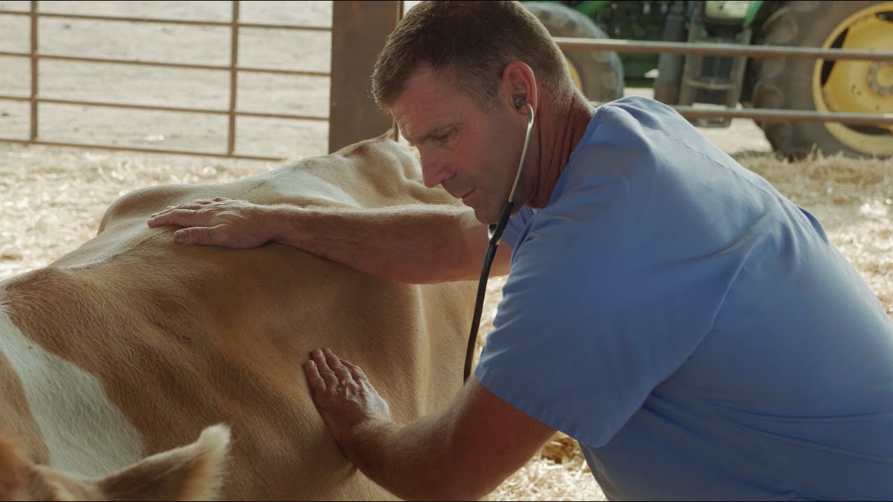 Maternity Barn and Cow Care on Washington Dairy Farms