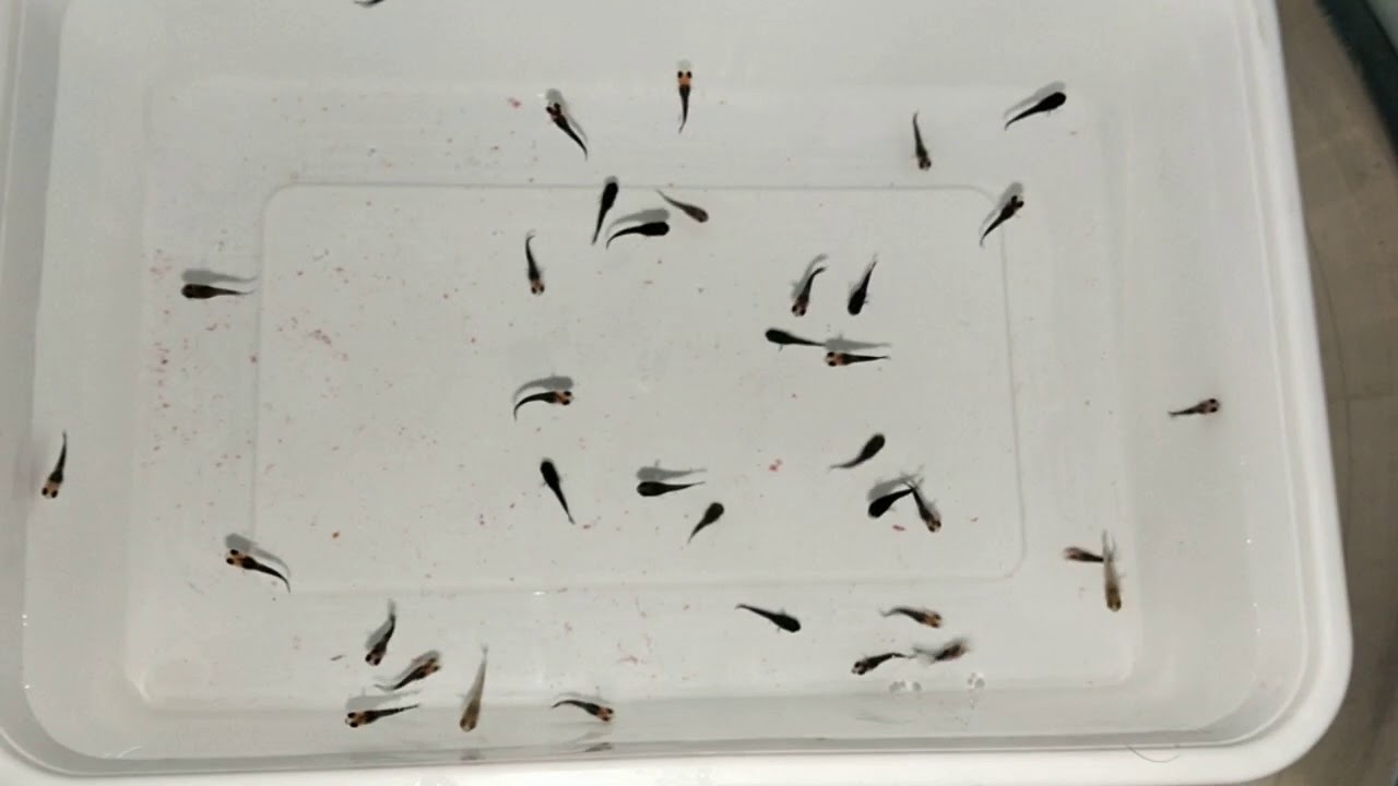 Molly fish first baby fry feed and care in tamil