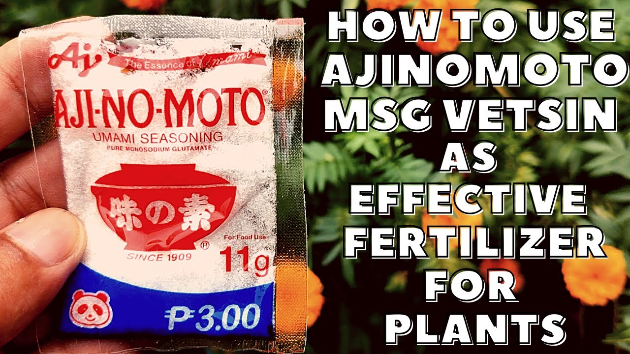 🔴 HOW TO USE AJINOMOTO MSG VETSIN AS EFFECTIVE FERTILIZER FOR PLANTS | CHEAP EASY TO USE FERTILIZER