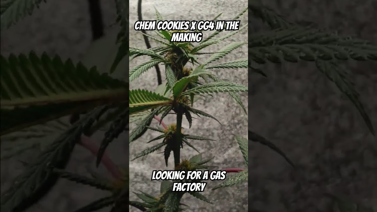 2nd Breeding Project CHEM COOKIES X GG4 update