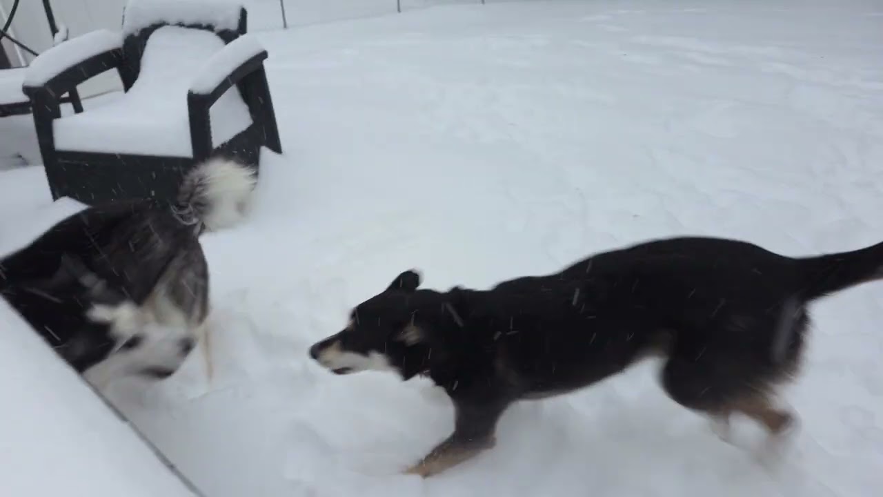 Huskies playing in Maryland Snow Storm