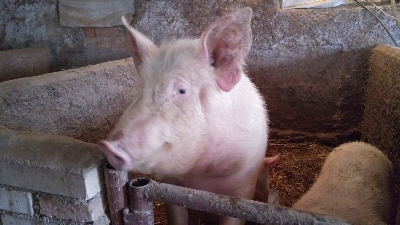 Domestic pig inspection