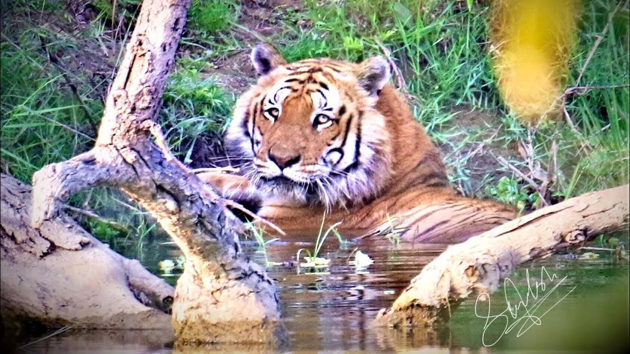 Nepal ’s tiger of Chitwan ，it says it's the largest cat alongside the Amur tiger and African lion