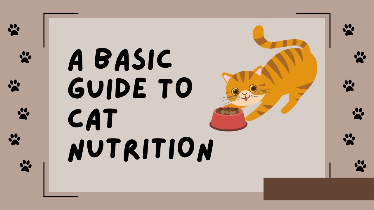 A Basic Guide to Cat Nutrition