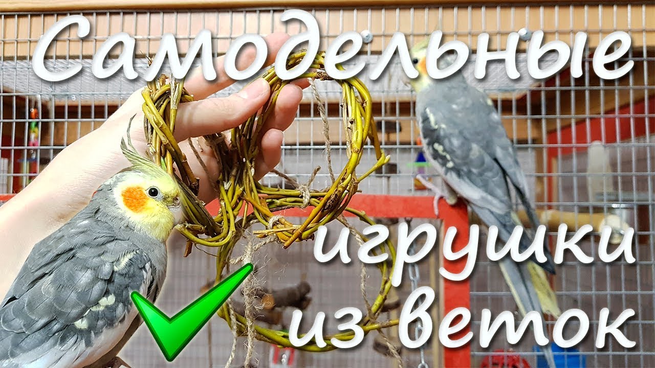 Игрушки для попугая своими руками. Колечки-погрызушки из веточек попугаю. | Рокки Life